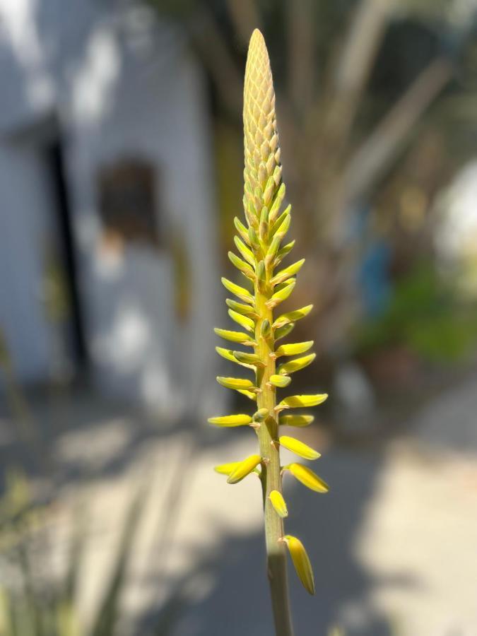 Dici Co-Living Housing Cabo San Lucas Bed and Breakfast Εξωτερικό φωτογραφία